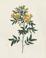 Victorian Garden Flowers I Framed Print