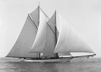 Merlin Fine Art Print