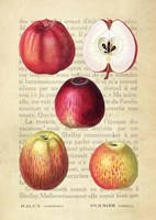 Apple, After Redoute Fine Art Print