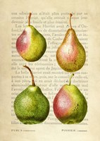 Pears, After Redoute Fine Art Print
