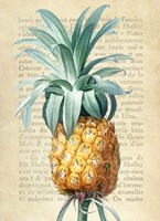 Pineapple, After Redoute Fine Art Print
