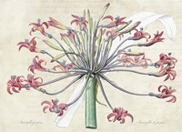 Josephine's Lily, After Redoute Fine Art Print