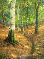 Sentiero nel Bosco Fine Art Print