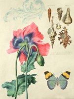 Cabinet of Curiosities 3 Fine Art Print