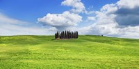 Cypresses, Val d'Orcia, Tuscany (detail) Fine Art Print