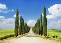 Cypress alley, San Quirico d'Orcia, Tuscany Fine Art Print