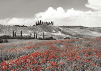 Farmhouse with Cypresses and Poppies, Val d'Orcia, Tuscany (BW) Fine Art Print