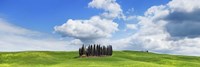 Cypresses, Val d'Orcia, Tuscany Fine Art Print