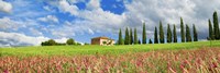 Landscape with cypress alley and sainfoins, San Quirico d'Orcia, Tuscany Fine Art Print