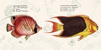 Tropical fish III,  After Bloch Fine Art Print