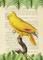 The Blue-Fronted Parrot, After Levaillant Fine Art Print