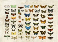 Papillons du Monde, After D'Orbigny Fine Art Print