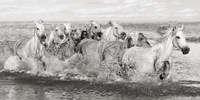Herd of Horses, Camargue Fine Art Print