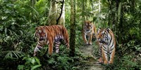 Bengal Tigers (detail) Fine Art Print