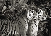Two Bengal Tigers (BW) Fine Art Print