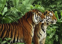 Two Bengal Tigers Fine Art Print