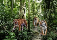 Bengal Tigers Fine Art Print