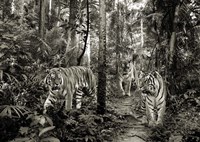 Bengal Tigers (BW) Fine Art Print