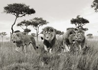 Brothers, Masai Mara, Kenya Fine Art Print