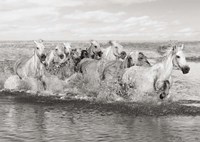Herd of Horses, Camargue Fine Art Print