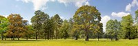 Trees in a Park Fine Art Print