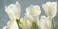 White Tulips on Blue Fine Art Print