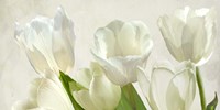 White Tulips (detail) Fine Art Print