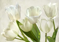 White Tulips Fine Art Print