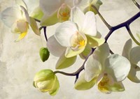 Orchid in the Sun Fine Art Print