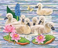 Cygnets Neighborhood Swim Fine Art Print