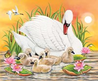 Mother Swan At Sunset Fine Art Print