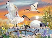 Sacred Ibis Fine Art Print