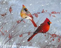 Winter Cardinals Fine Art Print