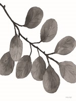 Leaves in Gray I Fine Art Print