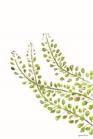 Green Bliss Fine Art Print