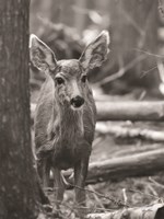 Rocky Mountains Deer Fine Art Print