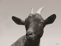 Lake Tobias Goat I Fine Art Print