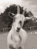 Lake Tobias Goat II Fine Art Print