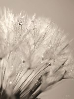 Dandelion Jewels I Fine Art Print