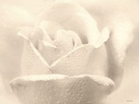 White Rose Fine Art Print