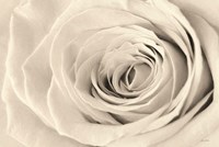 Cream Rose Fine Art Print