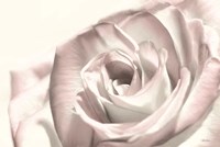 Blush Rose I Fine Art Print