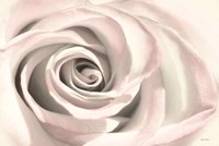Blush Rose III Fine Art Print