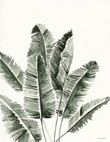 Summer Botanicals 3 Fine Art Print
