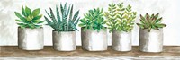 Succulent Pots Fine Art Print