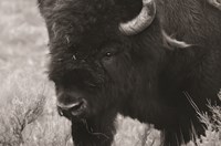 Yellowstone Bison Fine Art Print