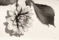 White Dahlia I Fine Art Print