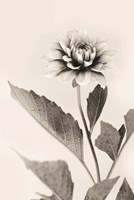 White Dahlia II Fine Art Print