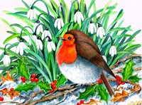 Christmas Robin Fine Art Print