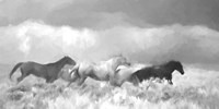 Mustang Herd II BW Fine Art Print